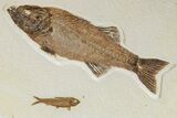 Green River Fossil Fish Mural with Mioplosus and Knightia #280250-1